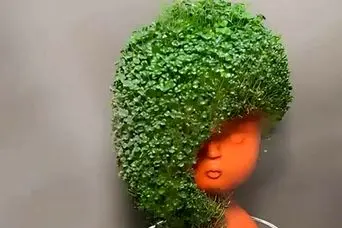 آموزش کاشت سبزه دانه چیا برای عید نوروز