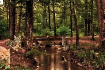 بازی فکری:با استفاده از دید چشم شاهین خود و دید 20/20، گربه چهارم را در جنگل پیدا کنید!