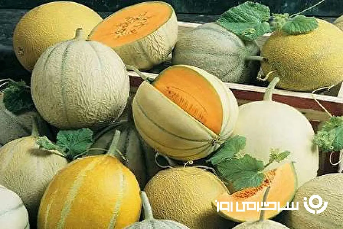 اگر فرق طالبی، ملون، گرمک و شاه پسند و نمی دونی این خبرو از دست نده