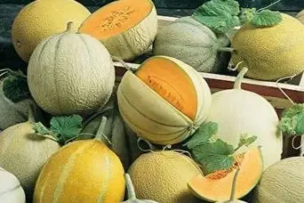 اگر فرق طالبی، ملون، گرمک و شاه پسند و نمی دونی این خبرو از دست نده