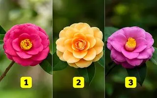 تست شخصیت شناسی : با انتخاب یک گل بفهمید چقدر اهل ریسک هستید!