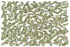 بازی فکری: فقط ۳ درصد آدما تونستن قورباغه ای که در حال پرش نیستو  پیدا کنند!