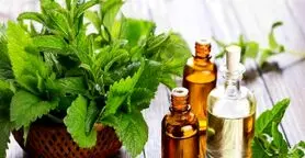 این گیاه متخصص کاهش درد، بهبود خواب و تقویت حافظه 