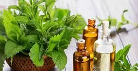  این گیاه متخصص کاهش درد، بهبود خواب و تقویت حافظه 