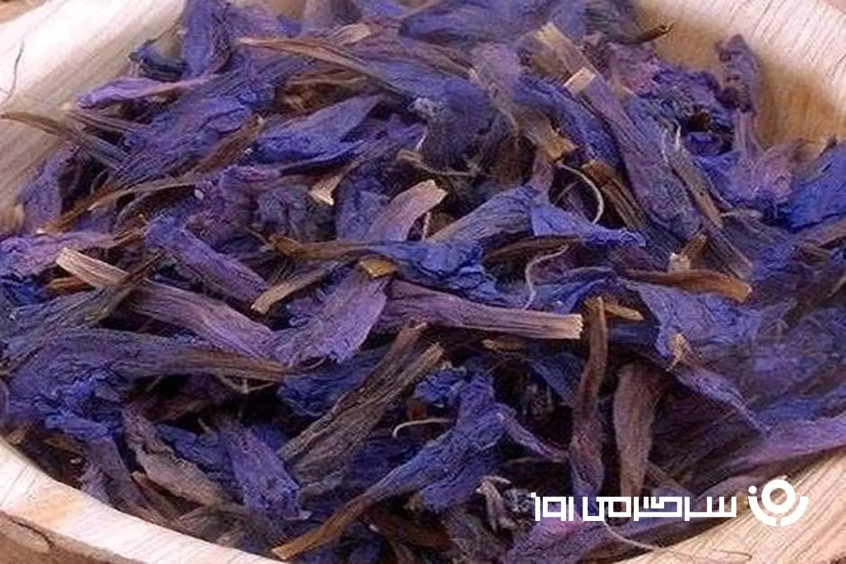  ۱۰ خاصیت شگفت‌انگیز گل گاو زبان که پزشکان تأیید می‌کنند