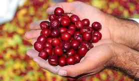 خواص شگفت انگیز عناب برای مردان؛ از درمان پروستات تا افزایش قوای جنسی 