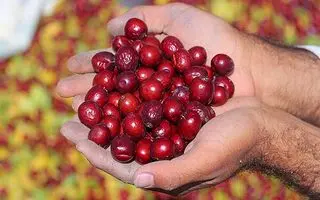 دیابتی ها عناب بخورند یا نه؟ | نحوه مصرف عناب برای کاهش قند خون