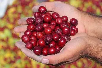 دیابتی ها عناب بخورند یا نه؟ | نحوه مصرف عناب برای کاهش قند خون