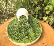 آموزش کاشت سبزه کنجد برای عید