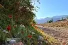سفر بهاری یکروزه به ماسوله کویر ایران 