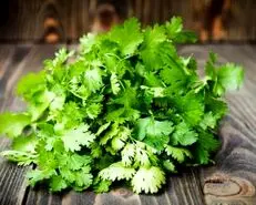 نسخه طب سنتی برای دیابت / گشنیز را اینگونه مصرف کنید تا قند خونتان تنظیم شود