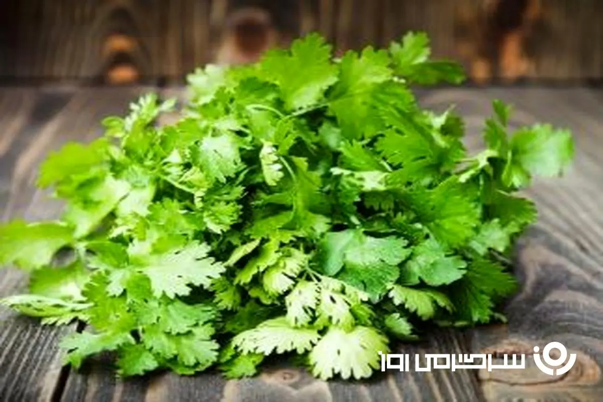 نسخه طب سنتی برای دیابت / گشنیز را اینگونه مصرف کنید تا قند خونتان تنظیم شود