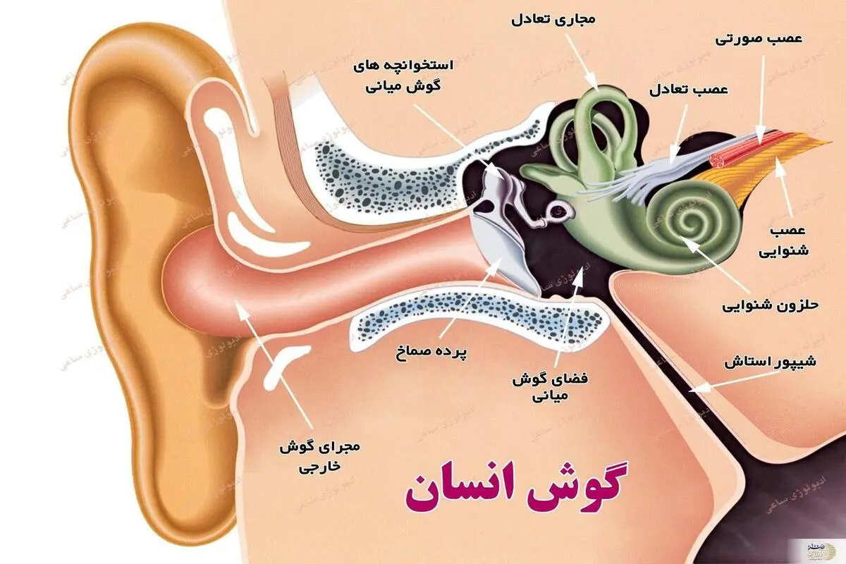 این نشانه‌ها می‌گویند روده‌تان سالم نیست | درمان خانگی هر گونه بیماری روده در کمترین زمان