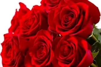 معنی شگفت‌انگیز و پیام پنهان گل رز قرمز /معنی واقعی‌اش شما را شگفت‌زده می‌کند!