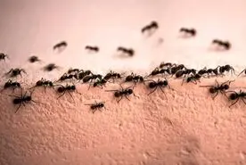 با این محلول خانگی از شر مورچه ها خلاص شوید