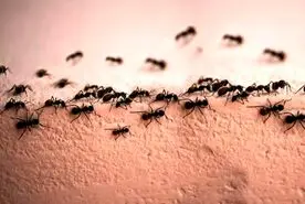 با این محلول خانگی از شر مورچه ها خلاص شوید