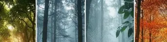 تست شخصیت شناسی : یک مسیر جنگلی را انتخاب کنید تا ویژگی شخصیتی شما را آشکار کنیم!