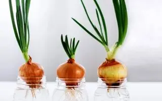 آموزش کاشت پیاز در آب