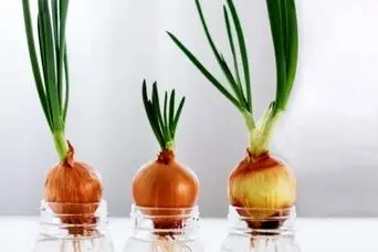 آموزش کاشت پیاز در آب