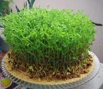 سبزه عید تخم کدو؛ با تخم کدو چطور سبزه بکاریم؟
