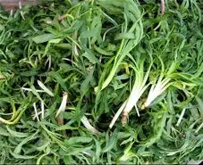 پاکسازی و بازسازی بدن در بهار: راز یک بدن سالم با این سبزی پرخاصیت