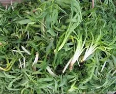 پاکسازی و بازسازی بدن در بهار: راز یک بدن سالم با این سبزی پرخاصیت