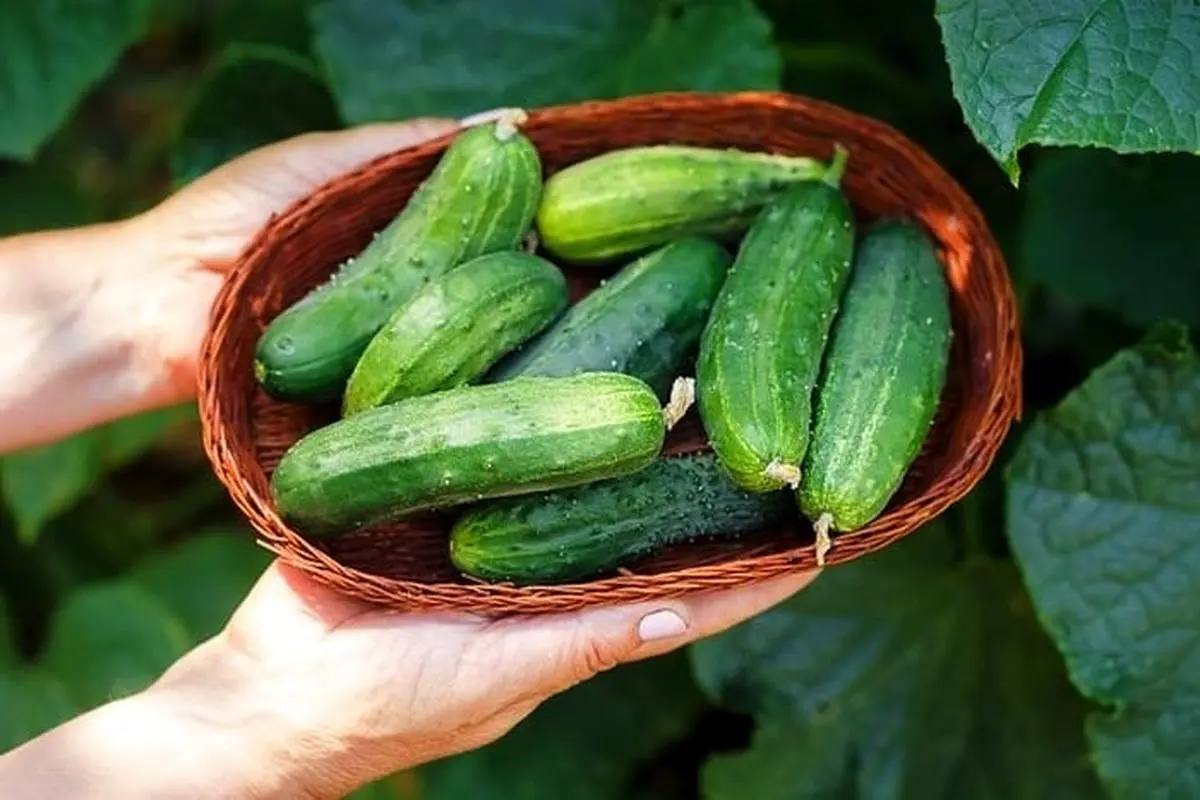 مواد غذایی خنک کننده بدن و مناسب برای کاهش حرارت بدن | در گرمای تابستان از این خوراکی ها غافل نشوید