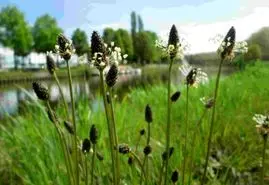 خواص بارهنگ ؛ طریقه مصرف برای درمان سرفه، عفونت و استرس