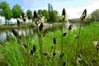 خواص بارهنگ ؛ طریقه مصرف برای درمان سرفه، عفونت و استرس