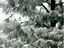 بازی فکری : پرنده رو تو 6 ثانیه پیدا کن و به همه ثابت کن دید عقابی داری!