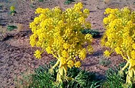 گیاهی جادویی برای سلامت زنان و مردان