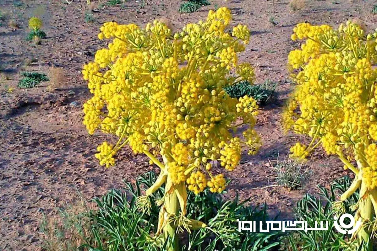 گیاهی جادویی برای سلامت زنان و مردان