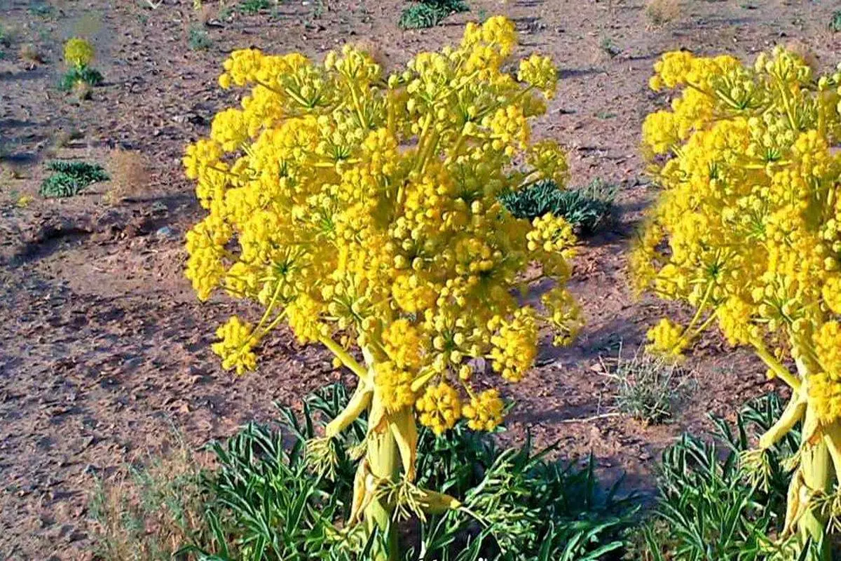 این گیاه ضد ضعف جنسی ،ضد صرع و خاصیت ضد سرطانی دارد