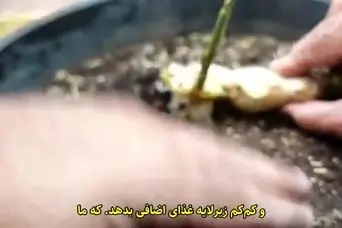 کاشت زنجبیل در گلدان