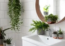 معرفی بهترین گیاهان برای حمام و سرویس بهداشتی / نگهداری از گیاهان مناسب برای حمام و سرویس بهداشتی