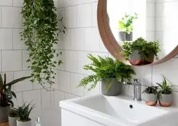 معرفی بهترین گیاهان برای حمام و سرویس بهداشتی / نگهداری از گیاهان مناسب برای حمام و سرویس بهداشتی