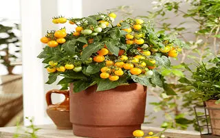 آموزش کاشت گوجه گلابی در گلدان