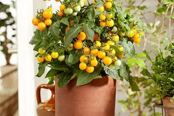 آموزش کاشت گوجه گلابی در گلدان