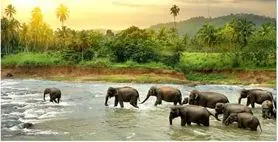 بازی فکری : فقط یک شکارچی واقعی با دید عقابی شیر را در ۶ ثانیه پیدا می کند!