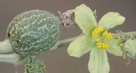 با این گیاه میکروب زدا  بیماری سرع و دیابت و سنگ کلیه را درمان کن