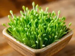 آموزش کاشت سبزه کنجد برای عید نوروز