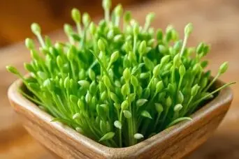 آموزش کاشت سبزه کنجد برای عید نوروز