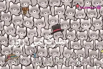 بازی فکری | اگه ادعات میشه که چشم تیزبینی داری پس بین این همه راکون فقط یک گربه پنهان شده | فقط ۱۰ ثانیه وقت دارید!