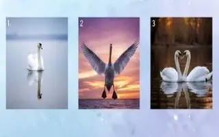 تست شخصیت شناسی : با انتخاب یک قو بفهمید در عشق چه شخصیتی دارید!