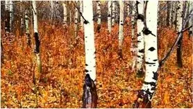 بازی فکری : فقط یک شکارچی قهار تو 6 ثانیه گرگ پنهان و پیدا می کنه!