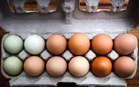 تخم‌مرغ قهوه‌ای  بهتر است یا  تخم‌مرغ سفید ؟