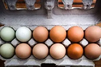 تخم‌مرغ قهوه‌ای  بهتر است یا  تخم‌مرغ سفید ؟