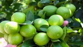 درمان سنگ کلیه ، بیماری کیسه صفرا و سرماخوردگی با این نوشیدنی

