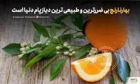  شکوفه این درخت بی‌ضررترین و طبیعی‌ترین دیازپام دنیا است | شفای نصف بیماری های بدن با این میوه