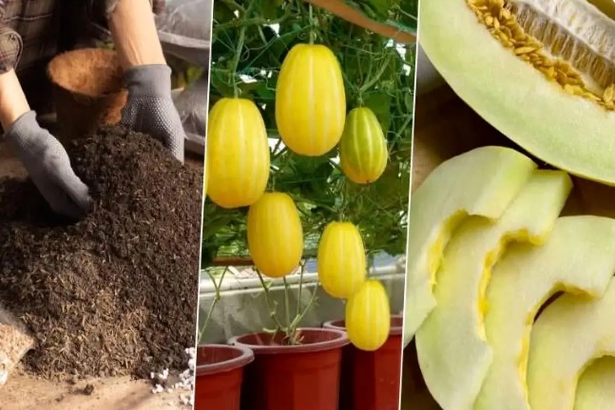 آموزش کاشت خربزه در گلدان